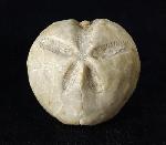 Linthia vilanovae (COTTEAU 1889) - Bild © FossNet FossilienStore